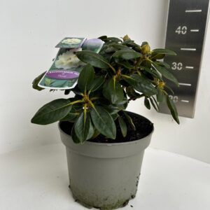 Rhododendron Flava Rhododendron (Y) 'Flava'
(1 Plants/Order)(23cmP 40cmH)