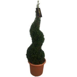 Taxus baccata Taxus baccata spiraal p36 (th) 130-140 ©
(1 Plants/Order)(36cmP 160cmH)