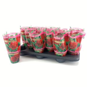 Paeonia Paeonia 11CM red Longlife
(12 Plants/Order)(11cmP 28cmH)