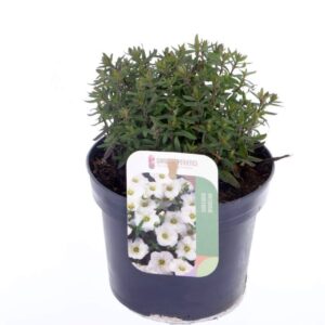 Arenaria montana Arenaria montana
(8 Plants/Order)(13cmP 20cmH)