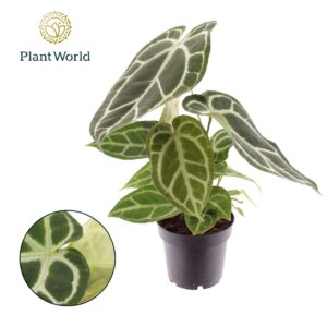 Anthurium Leaf Anthurium Chrystallinum
(6 Plants/Order)(14cmP 35cmH)