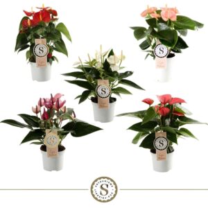 Anthurium mixed 5 c Top mix 9cm (5 kleuren)
(12 Plants/Order)(9cmP 30cmH)