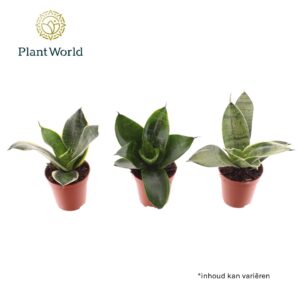 Sansevieria Tiny Sanny mix (Sansevieria)
(20 Plants/Order)(6cmP 10cmH)