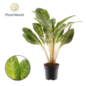 Aglaonema other Aglaonema Keylime
(1 Plants/Order)(17cmP 60cmH)