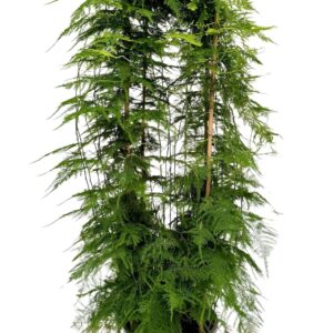Asparagus setaceus Asparagus setaceus P27
(1 Plants/Order)(27cmP 130cmH)