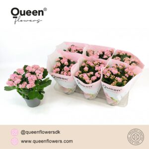 Kalanchoe More Flowers Lillian Kalanchoe Lillian light pink P14 Queen
(6 Plants/Order)(14cmP 26cmH)