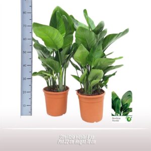 Strelitzia nicolai Strelitzia nicolai 6 per Pot
(1 Plants/Order)(22cmP 70cmH)