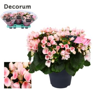 Begonia Betulia Light Begonia betulia''light'' light pink Decorum
(3 Plants/Order)(19cmP 35cmH)