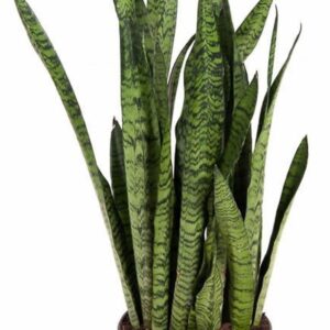 Sansevieria zeylanica Sansevieria Zeylanica P24
(1 Plants/Order)(24cmP 80cmH)