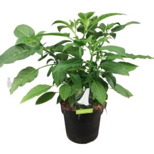 Brugmansia Brugmansia struik white 24 cm
(1 Plants/Order)(24cmP 70cmH)