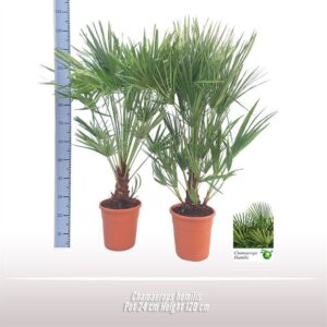 Chamaerops humilis Chamaerops humilis
(1 Plants/Order)(24cmP 120cmH)