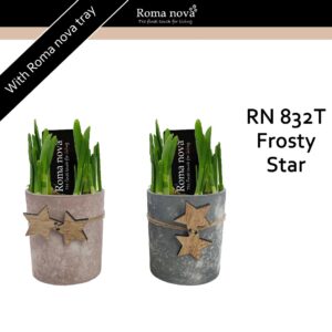 Narcissus Arrangement 832T - Frosty Star (Tete a Tete)
(9 Plants/Order)(10cmP 18cmH)