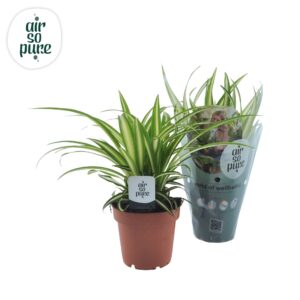 Chlorophytum Variegatum Chlorophytum 12cm
(10 Plants/Order)(12cmP 25cmH)