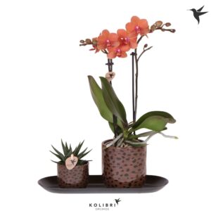 Arrangement Phalaenopsis Kolibri Gift Set small Leopard
(1 Plants/Order)(18cmP 40cmH)