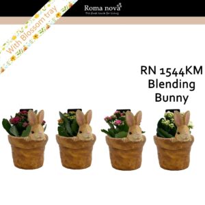 Kalanchoe 1544KM - Blending Bunny (Kalanchoe mix)
(6 Plants/Order)(13cmP 16cmH)