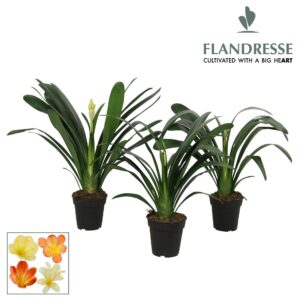 Clivia Clivia Flandresse® Strong! 'gemengd'
(8 Plants/Order)(15cmP 60cmH)
