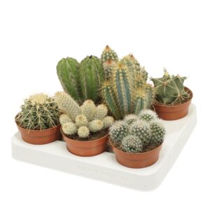Cactus Cactus mix 8,5 cm in 8 gaats tray
(8 Plants/Order)(8.5cmP 12cmH)