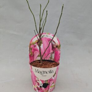Magnolia Susan Magnolia 'Susan' 17 cm in potcover
(1 Plants/Order)(17cmP 40cmH)