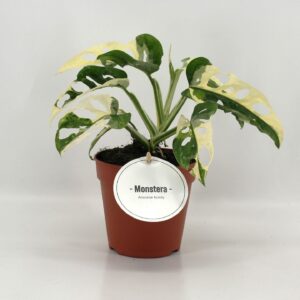 Monstera obliqua Leichtlinii Monstera Adansonii Variegata
(8 Plants/Order)(12cmP 25cmH)