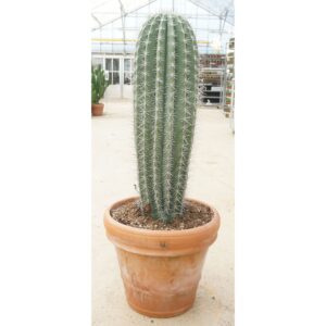 Pachycereus pringlei Pachycereus pringlei 50 cm XL
(1 Plants/Order)(50cmP 160cmH)