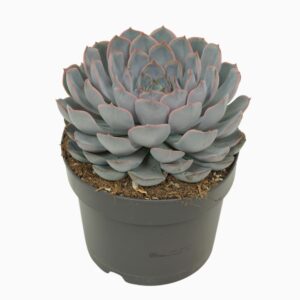 Echeveria Orion
(3 Plants/Order)(17cmP 25cmH)