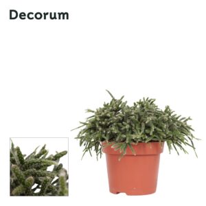 Rhipsalis pilocarpa Rhipsalis pilocarpa 12 cm Decorum
(6 Plants/Order)(12cmP 15cmH)