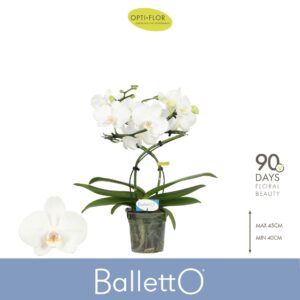 Phalaenopsis white more Ripsen Balletto Wing 2 spike
(4 Plants/Order)(12cmP 40cmH)
