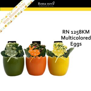 Kalanchoe 1258KM - Multicolored Eggs (Kalanchoe mix)
(8 Plants/Order)(10cmP 17cmH)