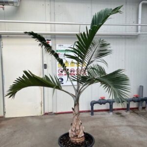 Areca catechu Areca Langenicauls
(1 Plants/Order)(65cmP 180cmH)