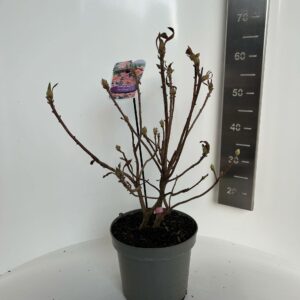 Rhododendron Mollis 'Berryrose' Rhododendron (AK) 'Berry Rose'
(1 Plants/Order)(23cmP 60cmH)