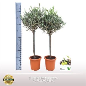 Olea europaea Olea op stam Premium Selection
(3 Plants/Order)(19cmP 85cmH)