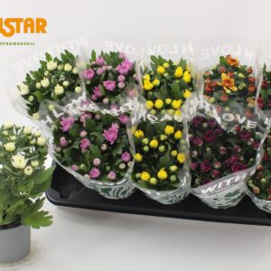 Chrysanthemum Indicum Chrysanthemum, 12 cm dubble flower With Love by Valstar mix
(10 Plants/Order)(12cmP 25cmH)