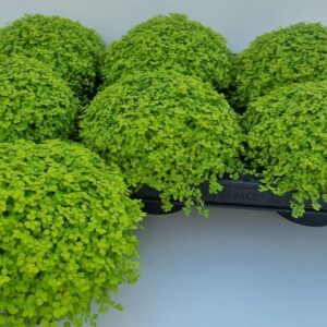 Soleirolia Aurea 8 Soleirolia
(6 Plants/Order)(13cmP 16cmH)