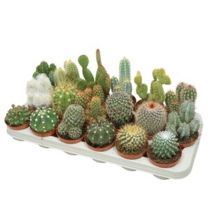 Cactus Cactus mix 8,5 cm
(18 Plants/Order)(8.5cmP 12cmH)