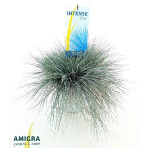Festuca glauca Festuca glauca Intense Blue®
(1 Plants/Order)(23cmP 45cmH)