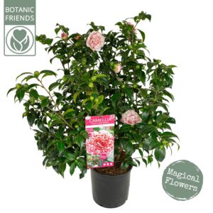 Camellia japonica Camellia jap. 'Volunteer' ®
(1 Plants/Order)(29cmP 90cmH)