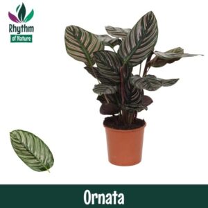 Calathea sanderiana Calathea 14cm Ornata - Rhythm of Nature
(8 Plants/Order)(14cmP 45cmH)