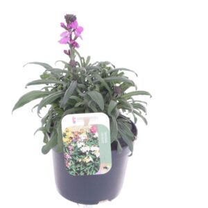 Erysimum linifolium Bowles Mauve Erysimum lin. Bowles Mauve
(8 Plants/Order)(13cmP 25cmH)