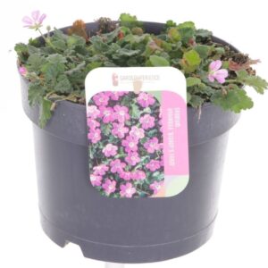 Erodium x variabile Bishops Form Erodium var. Bishop's Form
(1 Plants/Order)(17cmP 20cmH)