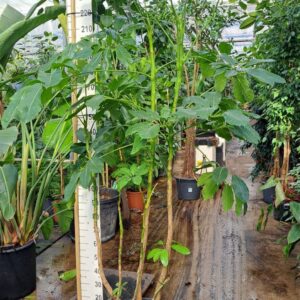 Schefflera Amate Schefflera Amate multistam XL 250
(1 Plants/Order)(40cmP 250cmH)
