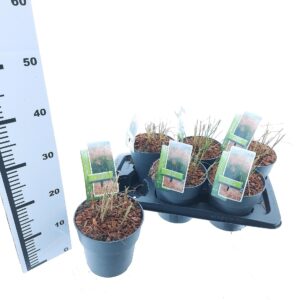 Miscanthus Adagio Miscanthus sin. 'Pink Cloud'
(1 Plants/Order)(17cmP 20cmH)