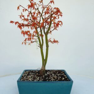 Acer palmatum Katsura Acer palmatum katsura, Pot 25cm.
(3 Plants/Order)(25cmP 50cmH)