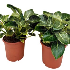 Philodendron Philodendron birkin P24
(1 Plants/Order)(24cmP 45cmH)