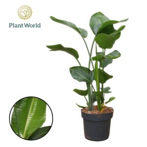 Strelitzia nicolai Strelitzia Nicolai 3 PP (zonder bloem) P24 120-140cm
(1 Plants/Order)(24cmP 120cmH)