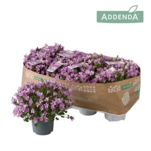 Campanula Ambella Pink Campanula Ambella® Pink
(8 Plants/Order)(12cmP 17cmH)