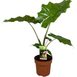 Alocasia Portodora Alocasia Portodora
(1 Plants/Order)(17cmP 50cmH)