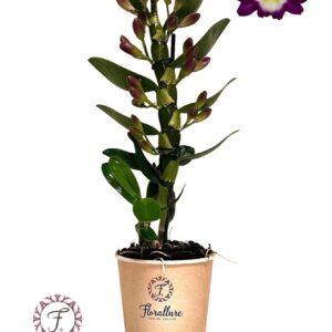 Dendrobium nobile 'Bouquet Purple R Dendrobium Nobile Bouquet Purple Rain 1 stam 7+ receme Florallure
(10 Plants/Order)(12cmP 45cmH)