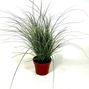 Carex Jubilo Carex brunnea 'Jubilo' p12
(10 Plants/Order)(12cmP 30cmH)