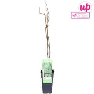 Wisteria other Wisteria macrostachya 'Clara Mack' P15
(10 Plants/Order)(15cmP 70cmH)