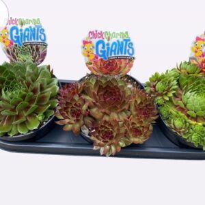 Sempervivum arachnoideum Colorockz Chick Charms Giants mix
(3 Plants/Order)(18cmP 16cmH)